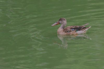 Northern Shoveler ♂