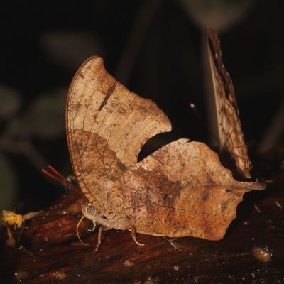 Pale-spotted Leafwing