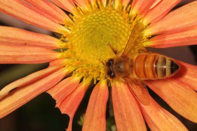 Apis mellifera