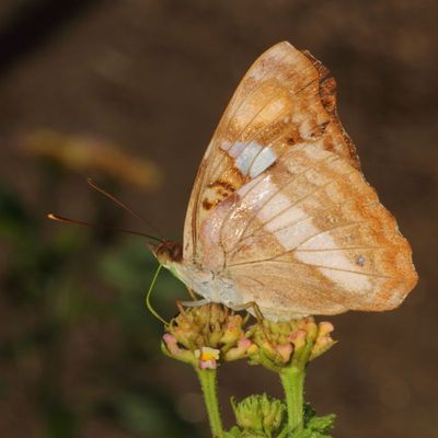 Pavon Emperor