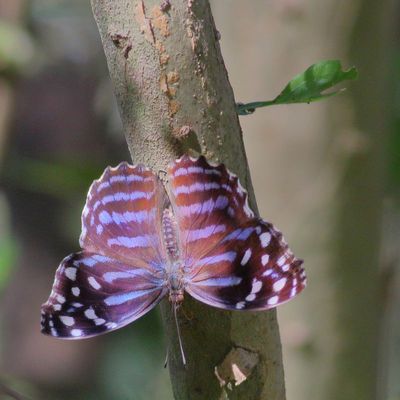 Mexican Bluewing ♀