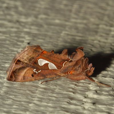 Hodges#8907 * Bilobed Looper * Megalographa biloba