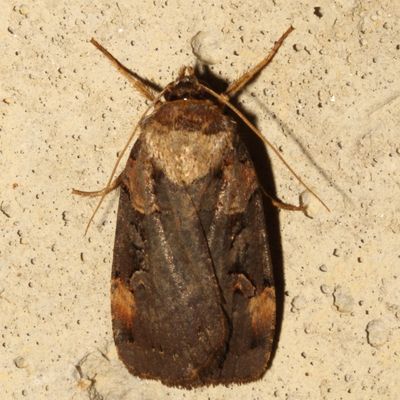 Hodges#10950 * Pink-spotted Dart * Pseudohermonassa bicarnea