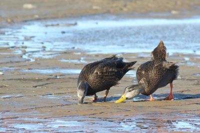 American Black Duck ♀ & ♂