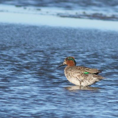 Green-winged Teal ♂