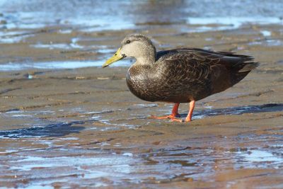 American Black Duck ♂