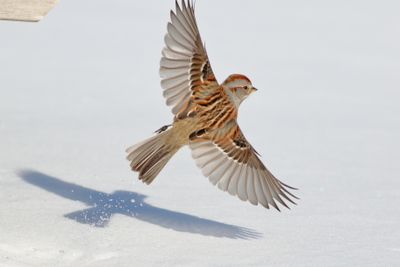 American Tree Sparrow