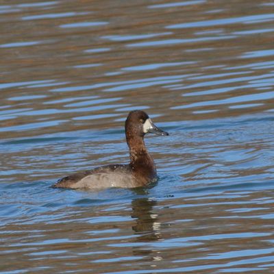 Lesser Scaup ♀