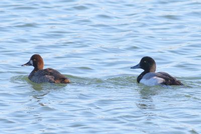 Lesser Scaup ♀ & ♂