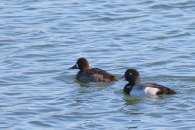Lesser Scaup ♀ & ♂