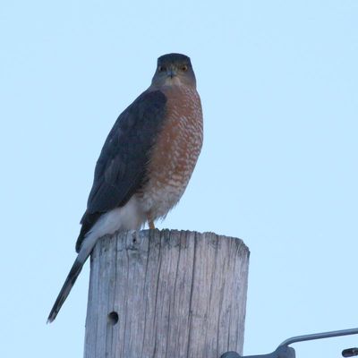 Coopers Hawk