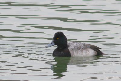 Lesser Scaup ♂