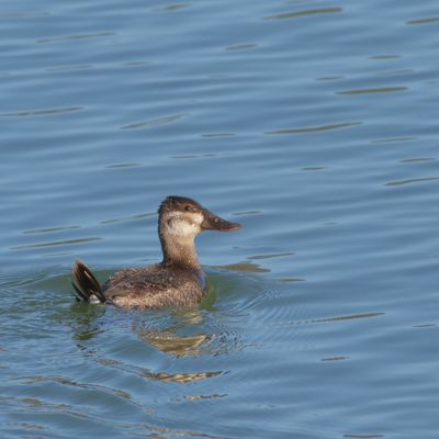 Ruddy Duck ♀