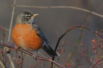 American Robin