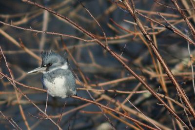 Belted Kingfisher ♂