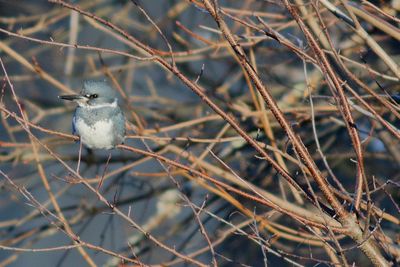 Belted Kingfisher ♂