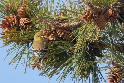 American Goldfinch