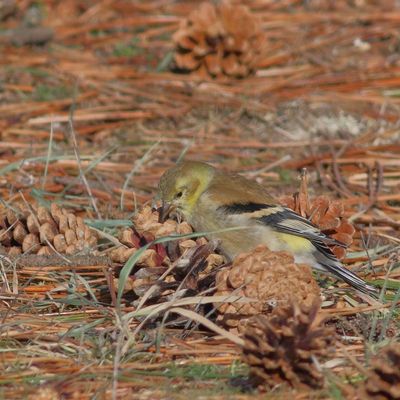 American Goldfinch