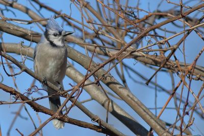 Blue Jay