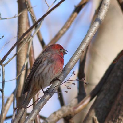 House Finch ♂