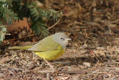 MacGillivray's Warbler