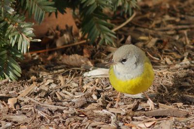 MacGillivray's Warbler