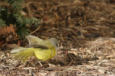 MacGillivray's Warbler