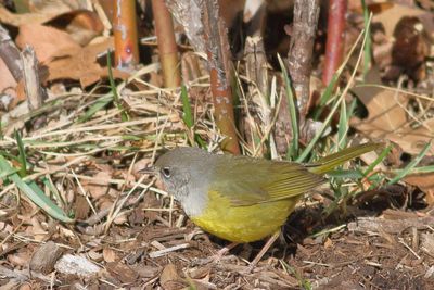 MacGillivray's Warbler