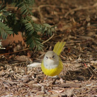 MacGillivray's Warbler