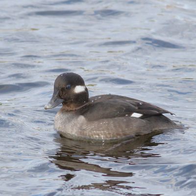 Bufflehead ♀