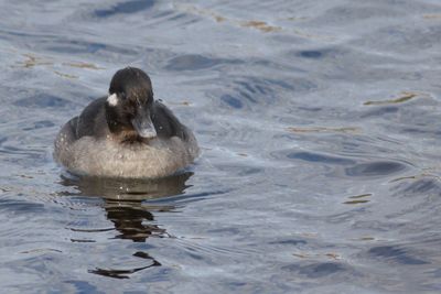 Bufflehead ♀