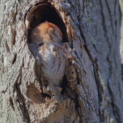 Eastern Screech-Owl