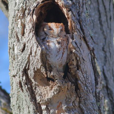 Eastern Screech-Owl