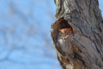 Eastern Screech-Owl