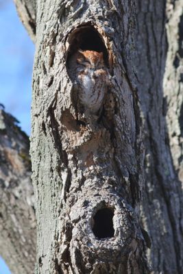Eastern Screech-Owl