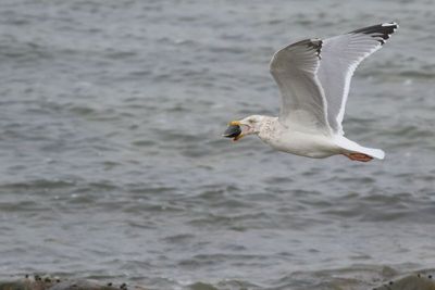Herring Gull / Adult nonbreeding