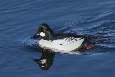 Common Goldeneye ♂
