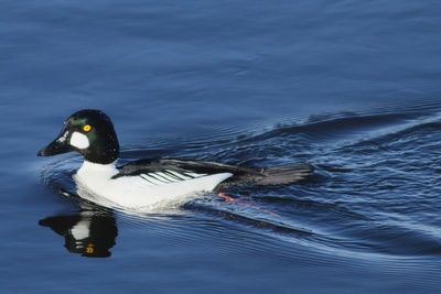 Common Goldeneye ♂