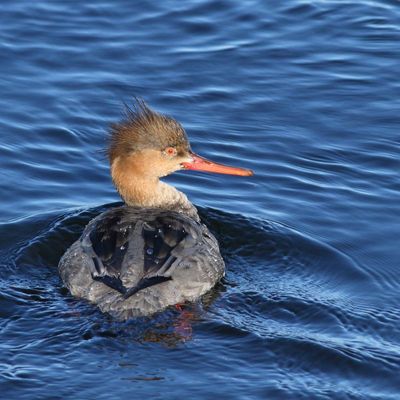 Red-breasted Merganser ♀