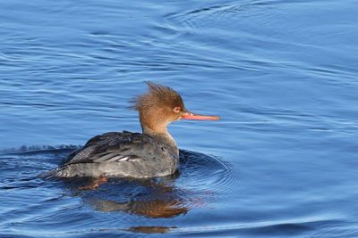 Red-breasted Merganser ♀