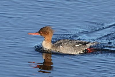 Red-breasted Merganser ♀