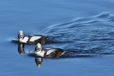 Long-tailed Duck ♂
