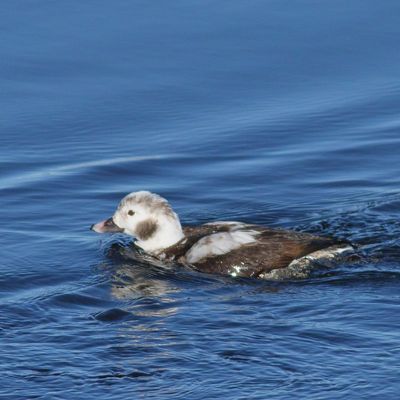 Long-tailed Duck ♀