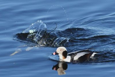 Long-tailed Duck ♂