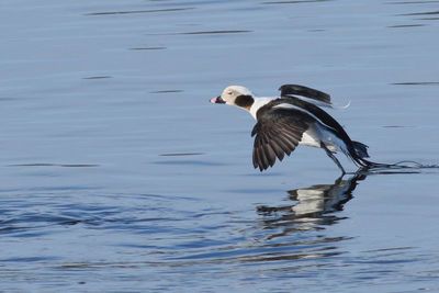 Long-tailed Duck ♂