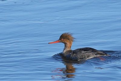 Red-breasted Merganser ♀