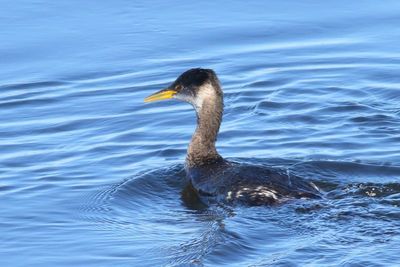 Red-necked Grebe 