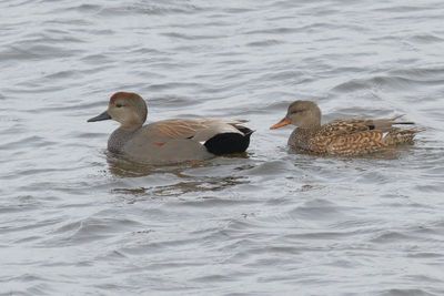 Gadwall ♂ & ♀