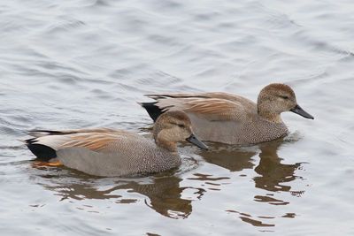 Gadwall ♂ 