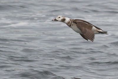 Long-tailed Duck ♂